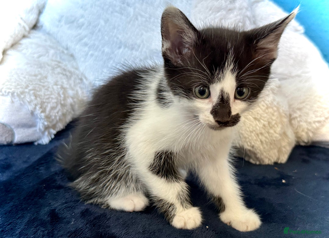 Mixed Breed cats for sale: Beautiful siamese mix kittens - Image 11