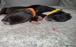 Mixed Breed dogs for sale: Cane corso mix Akita  - Image 4