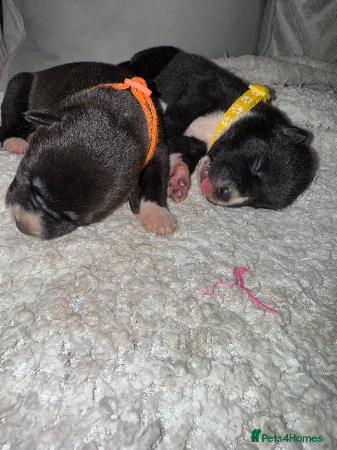 Mixed Breed dogs for sale: Cane corso mix Akita  - Image 4