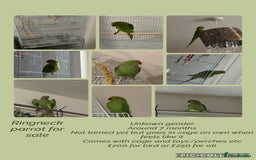 Ringnecks birds for sale: Green ringneck parrot + cage - Advert 1