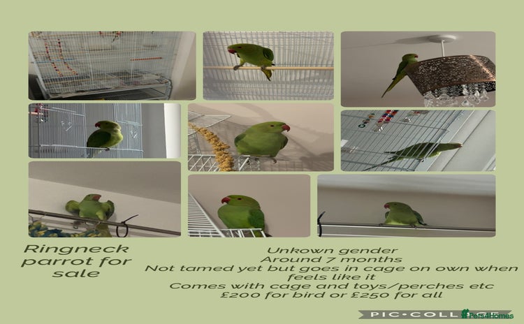 Ringnecks birds Green ringneck parrot + cage - Advert 4