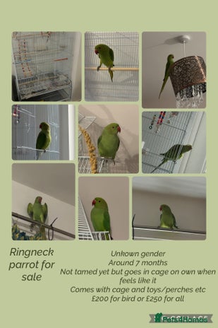 Ringnecks birds Green ringneck parrot + cage - Advert 1