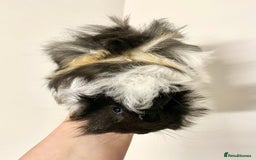 Guinea Pig rodents for sale: Long haired Guinea Pigs For Sale - Image 19