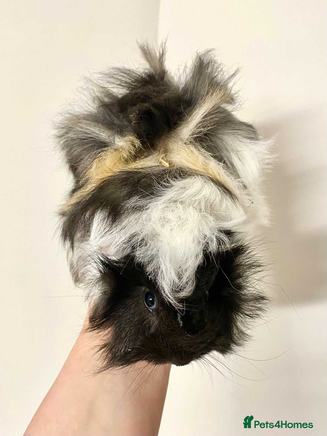 Guinea Pig rodents for sale: Long haired Guinea Pigs For Sale - Image 19