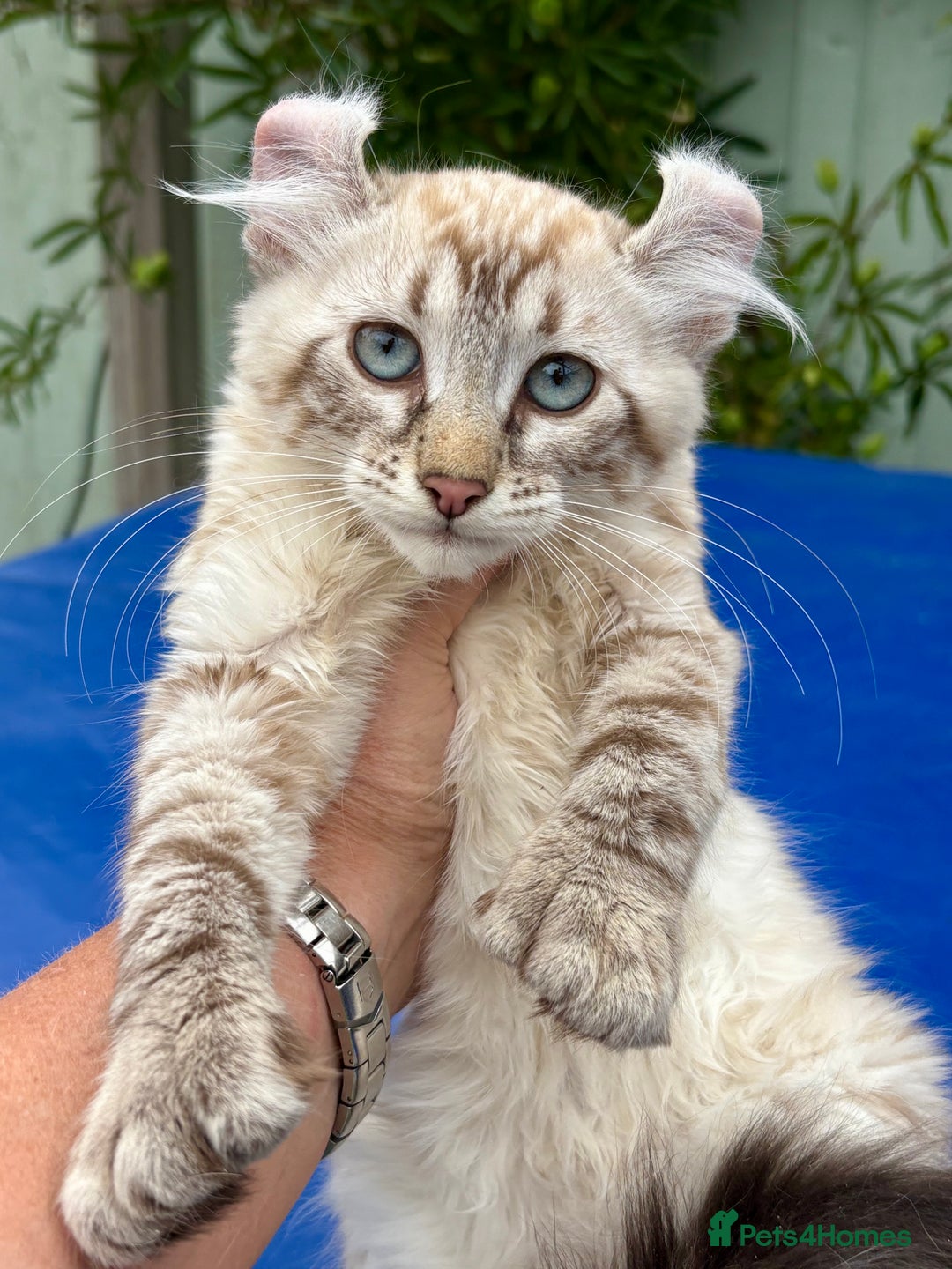 Savannah cats for sale: Breath taking rare girl - Image 11