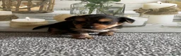 Yorkshire Terrier dogs for sale: Gorgeous Yorkshire terriers (1 girl left) - Advert 10