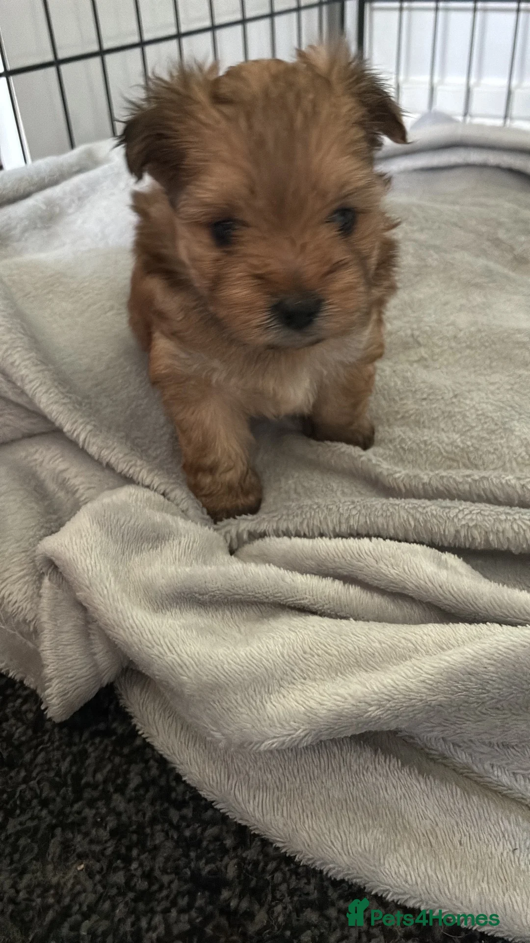 Mixed Breed dogs for sale: Yorkie pom boys  - Advert 2