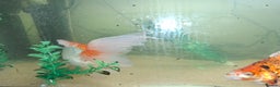 Fancy Goldfish fish for sale: Two large fantail fancy goldfish - Advert 13
