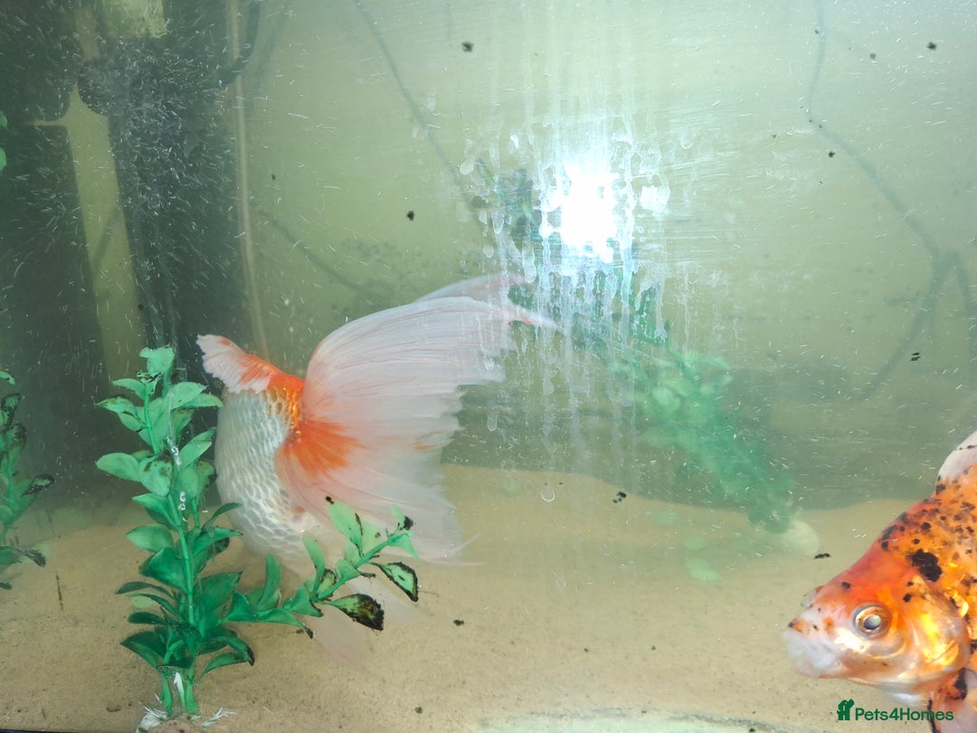 Fancy Goldfish fish for sale: Two large fantail fancy goldfish - Advert 13