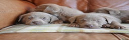 Labrador Retriever dogs for sale: Quality Health Tested Silver Labrador Puppies - Advert 4