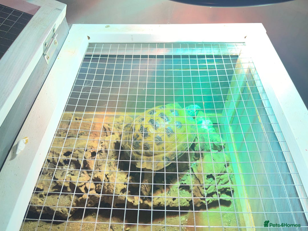 Tortoise reptiles for sale: Tortoise and house for sale - Advert 2