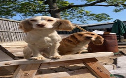 Cocker Spaniel dogs for sale: Cocker spaniel puppies  - Image 14