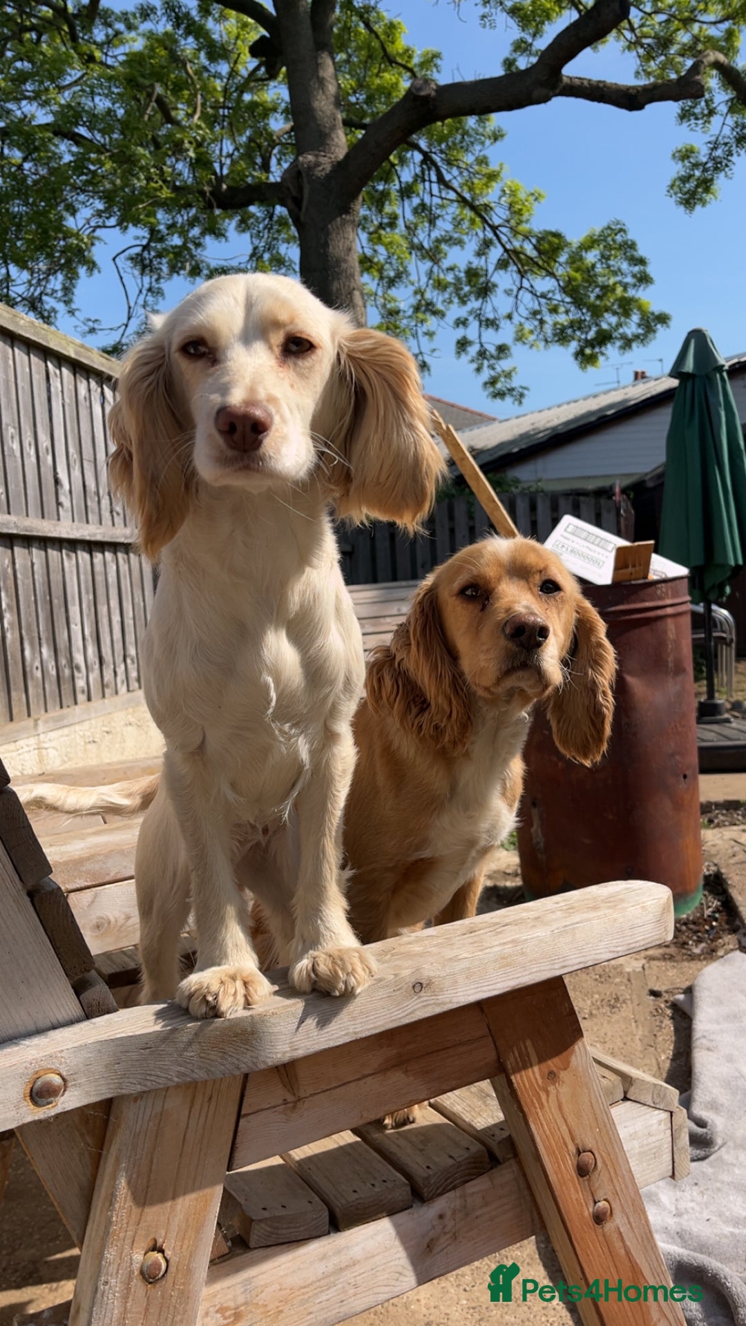 Cocker Spaniel dogs for sale: Cocker spaniel puppies  - Image 14