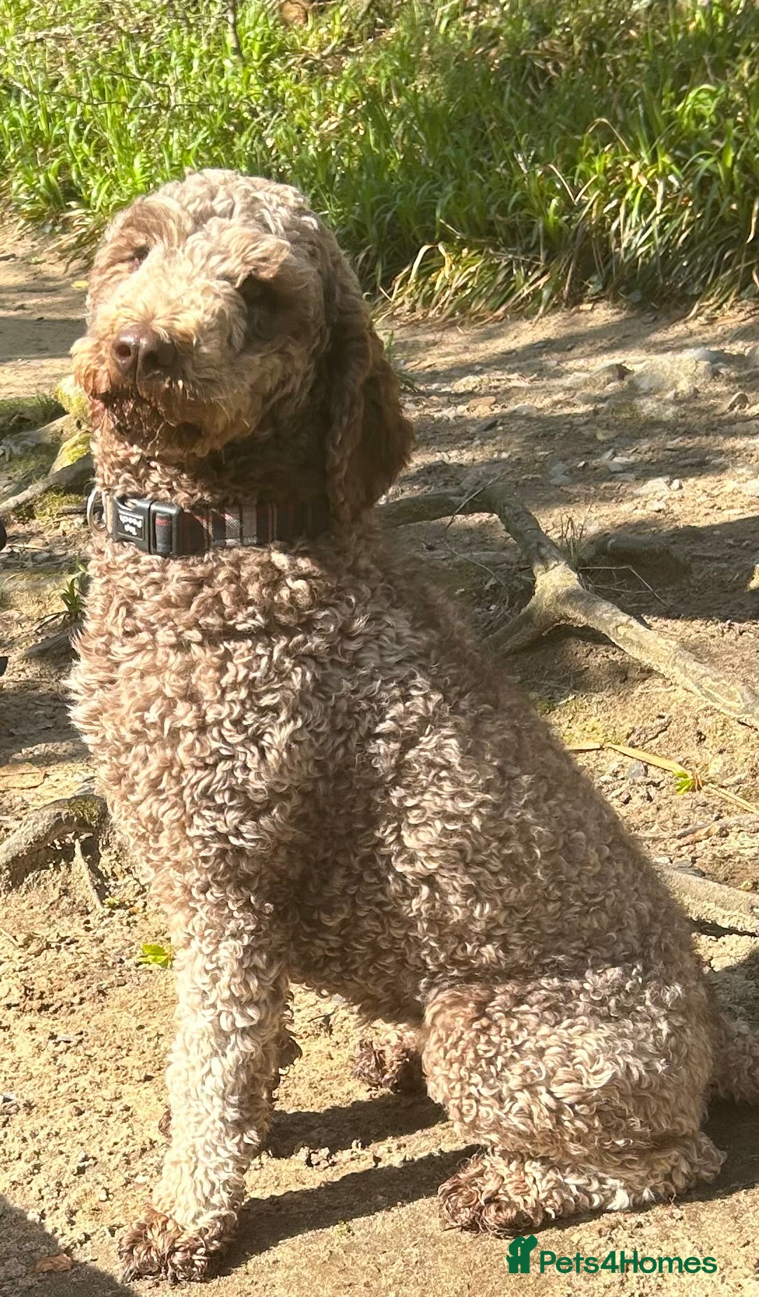 Labradoodle dogs Rare multi generational labradoodle Puppies - Advert 1