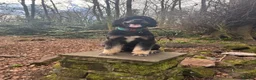 Bernedoodle dogs for sale: Bernedoodle 3 years old - Advert 8