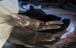 Mixed Breed cats for sale: Beautiful kittens for sale - Advert 3