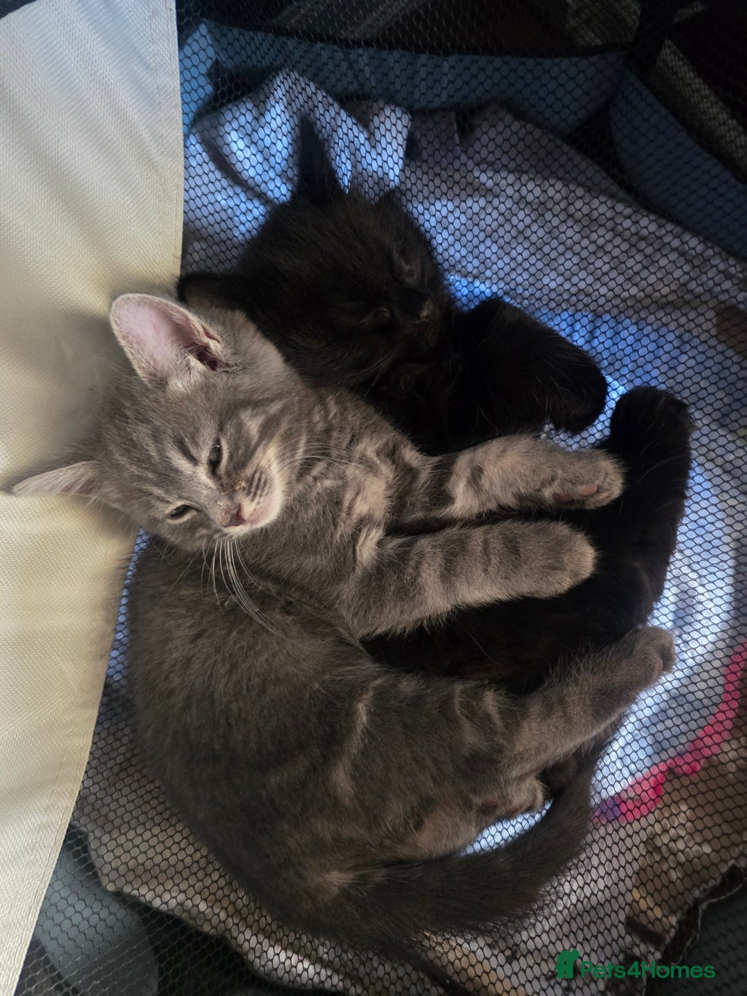 Mixed Breed cats for sale: Beautiful kittens for sale - Advert 3