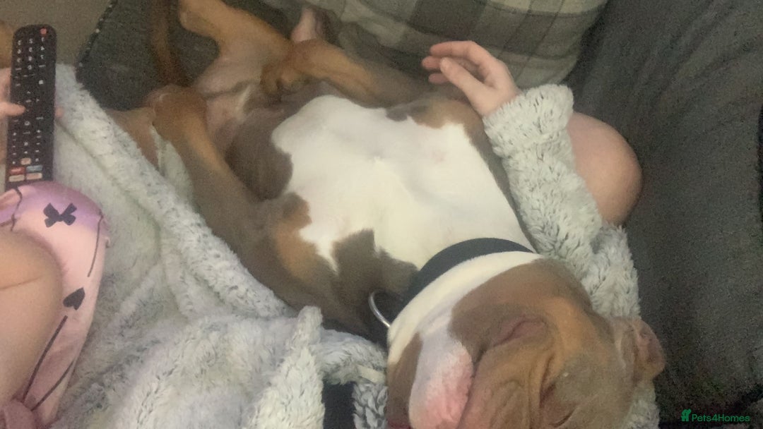 American Bully dogs for sale: American pocket  - Advert 5