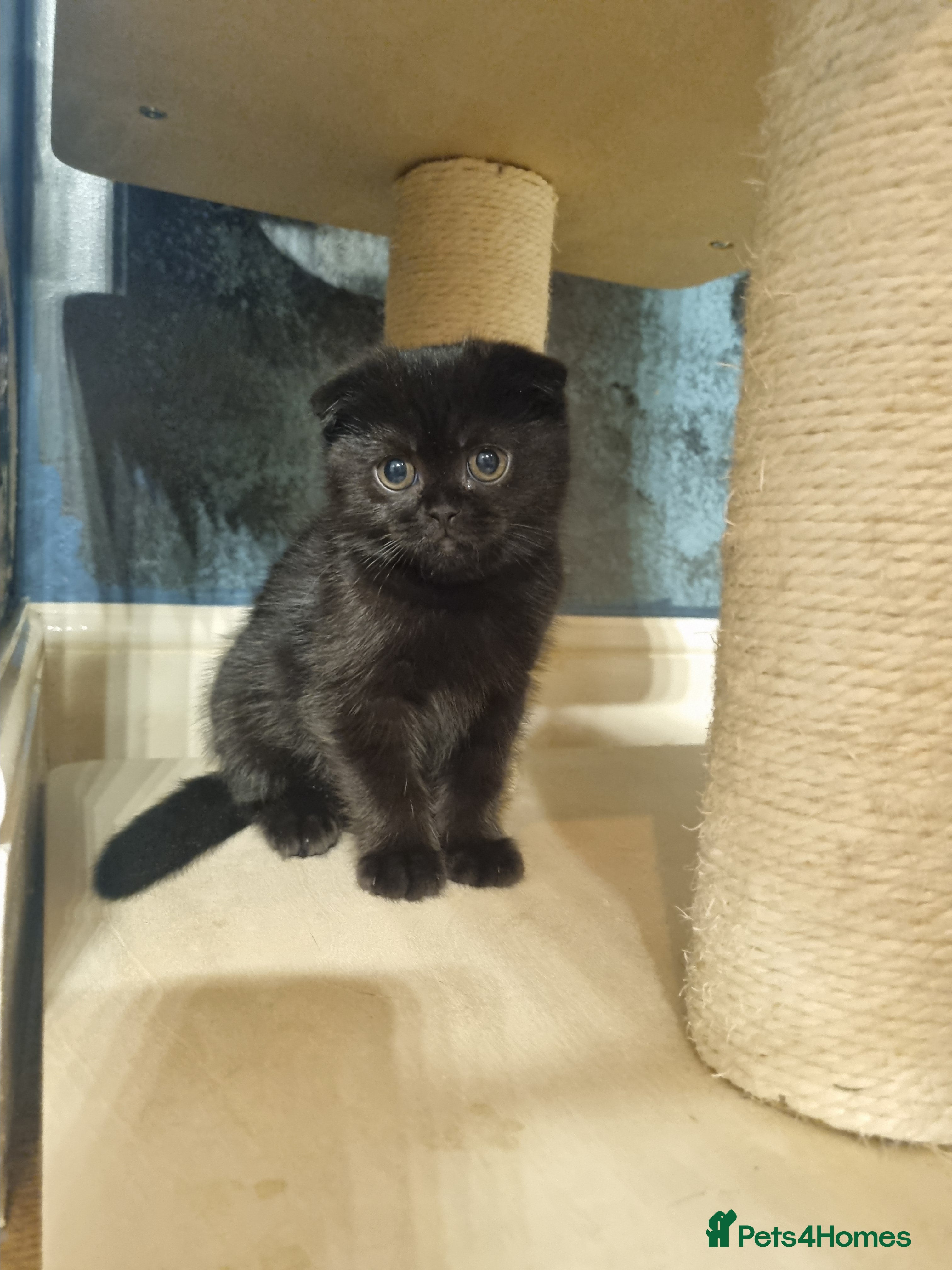 Scottish Fold cats SCOTTISH FOLD GIRL - Advert 15