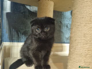 Scottish Fold cats SCOTTISH FOLD GIRL - Advert 15