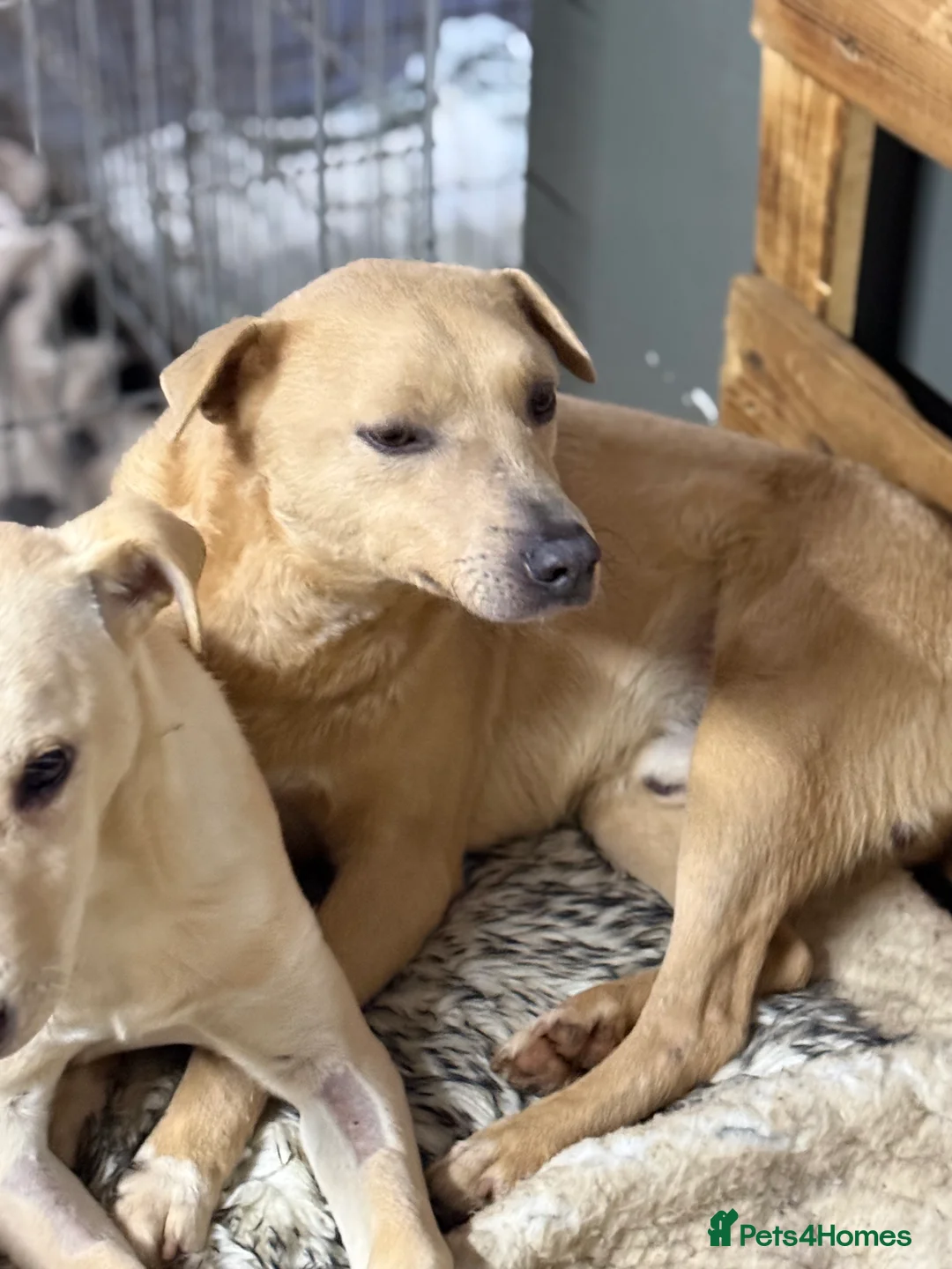 Mixed Breed dogs for adoption: Sweet Locky Looking for LOVE - Advert 14