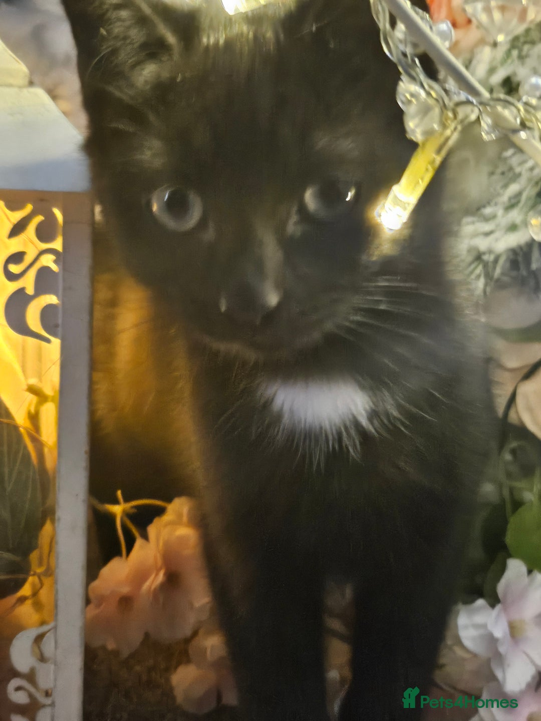 Mixed Breed cats for sale: Precious babies looking for homes - Advert 3