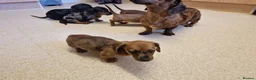 Miniature Dachshund dogs for sale: Miniature chocolate dapple black tan dachshund - Advert 4
