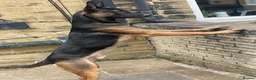 Belgian Shepherd Dog dogs for sale: Me zeus - Advert 4