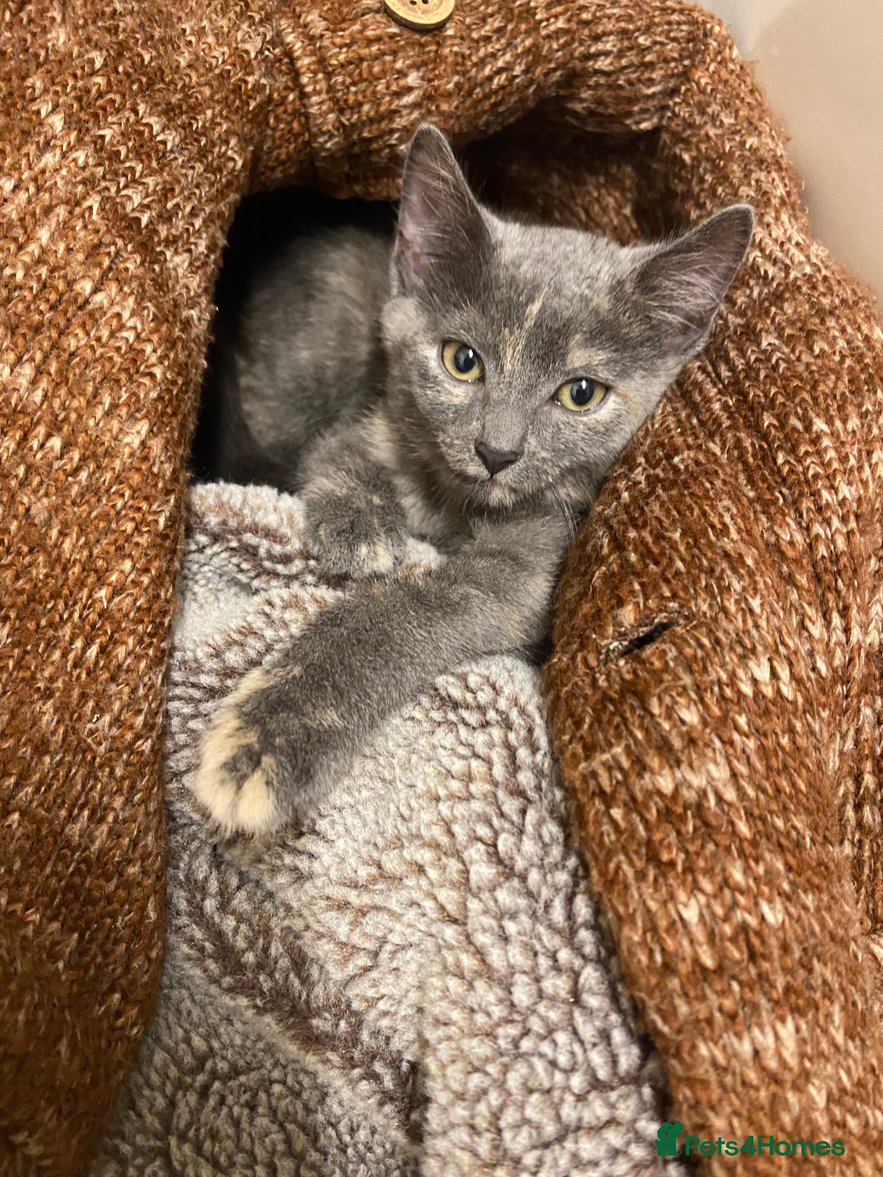 British Shorthair cats Kitten for sale.  - Advert 1