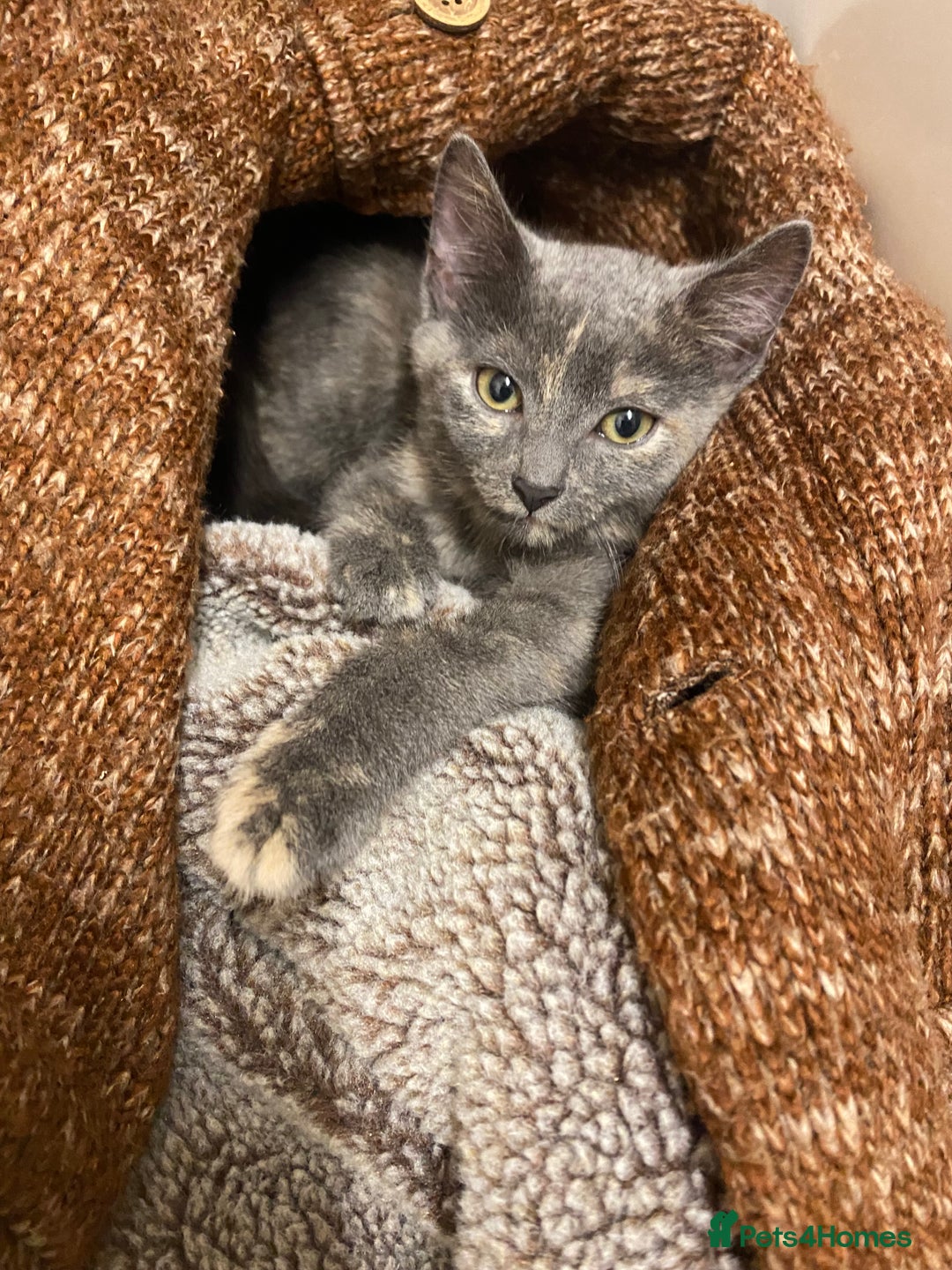 British Shorthair cats for sale: Kitten for sale.  - Advert 1