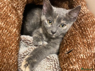 British Shorthair cats Kitten for sale. - Advert 1