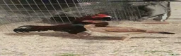 Chickens poultry for sale: Aseel fighter  in Halifax - Advert 1