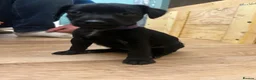 Patterdale Terrier dogs for sale: Docked Patterdale Black Puppies  - Advert 12