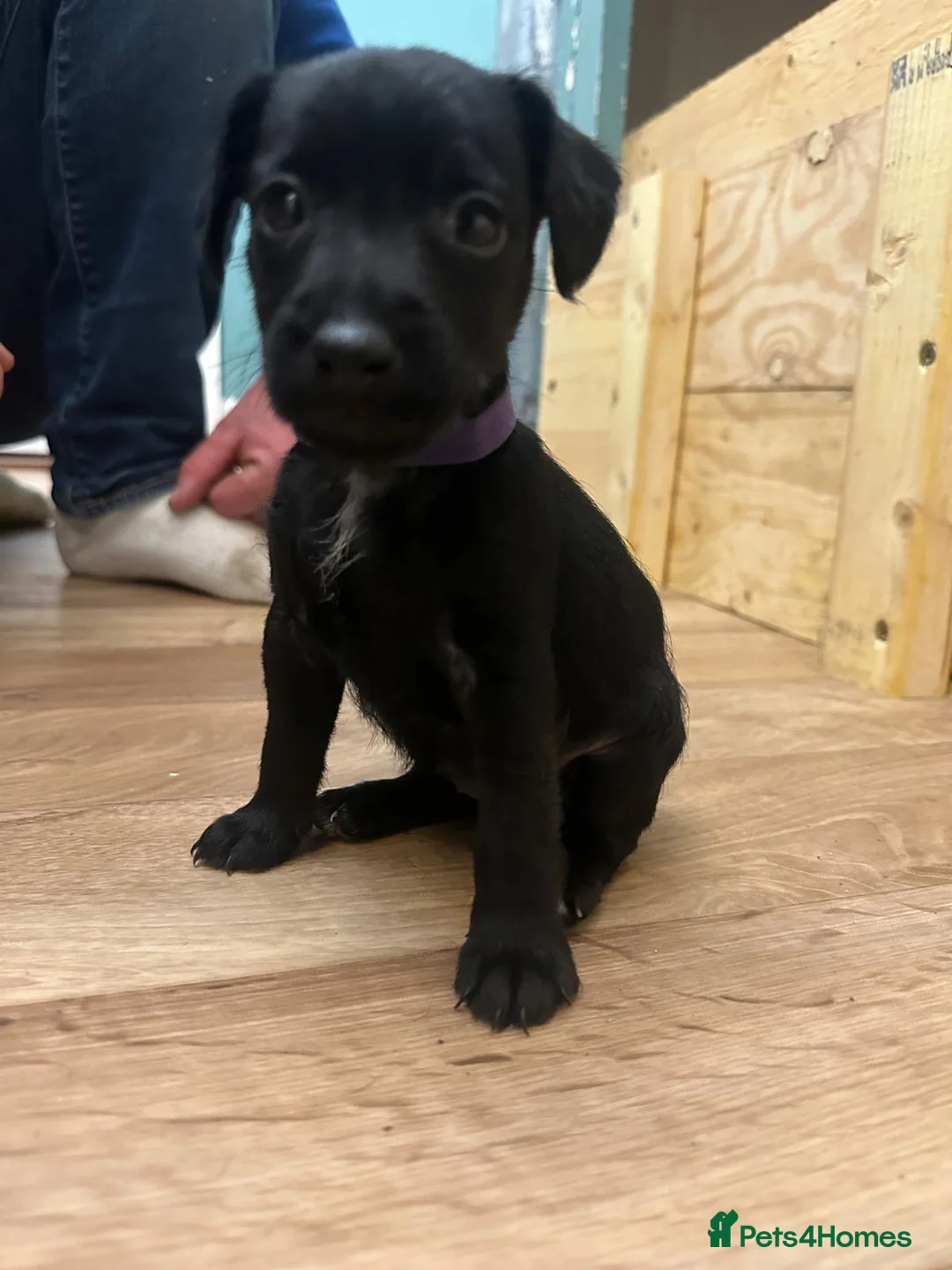 Patterdale Terrier dogs for sale: Docked Patterdale Black Puppies  - Advert 12