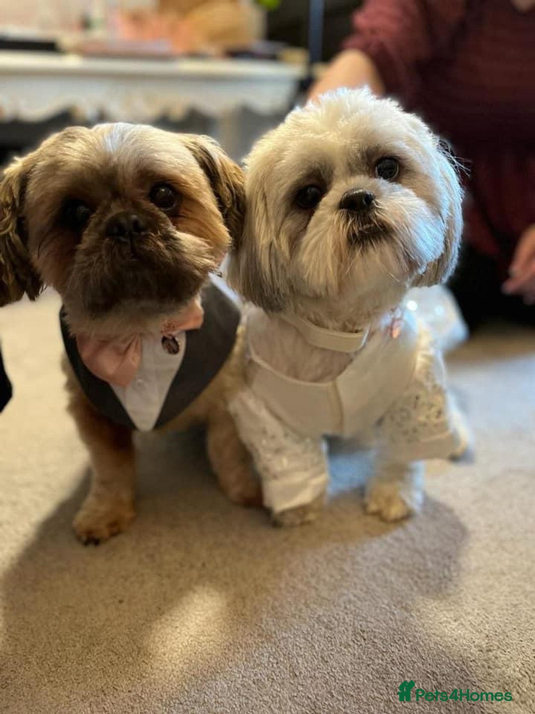 Malshi dogs for sale: Beautiful Shih tzu x Malshi puppies  - Image 2