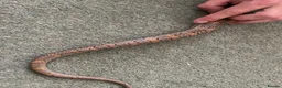 Corn Snake reptiles for sale: Healthy Adult Corn Snake (male) + Large Vivarium in Ashford - Advert 3