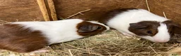 Guinea Pig rodents for sale: Male/Boar Guinea Pigs - Advert 3