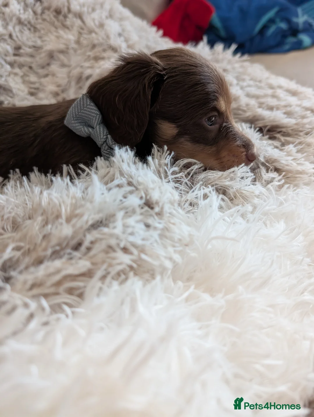 Miniature Dachshund dogs for sale: KC LH stunning boy  - Advert 9