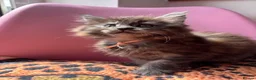 Maine Coon cats for sale: 🖤Stunning Black Smoke Maine Coon Girls - Advert 22
