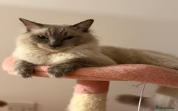 Ragdoll cats for stud: Beautiful pure blue point large  ragdoll stud in Bristol - Image 1