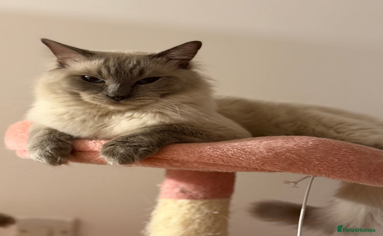 Ragdoll cats in Bristol - Advert 9