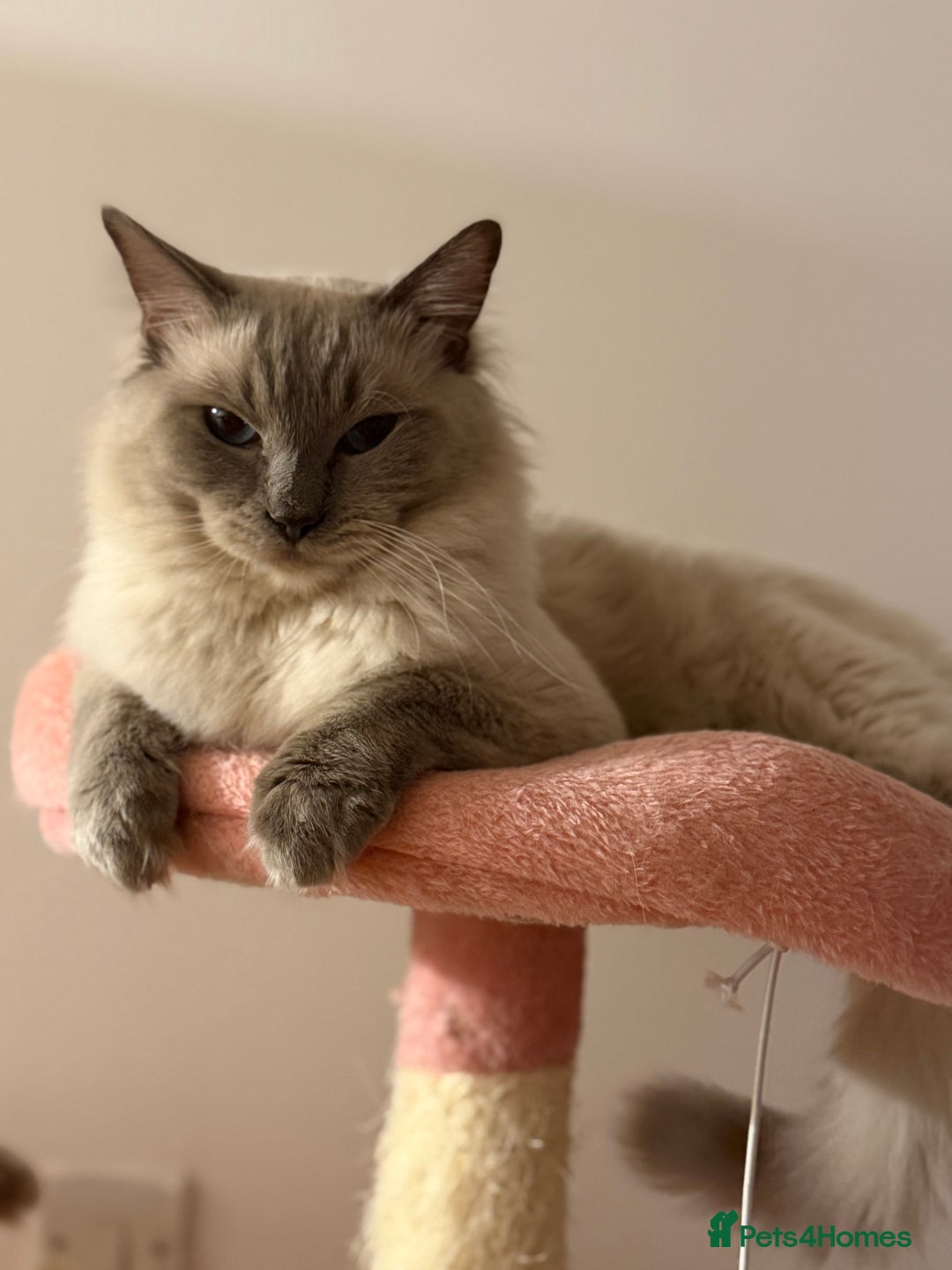 Ragdoll cats for stud: Beautiful pure blue point large  ragdoll stud in Bristol - Image 1