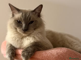 Ragdoll cats in Bristol - Advert 11