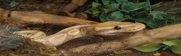 Python Snake reptiles for sale: Male Banana Ball Python in Dover - Advert 4
