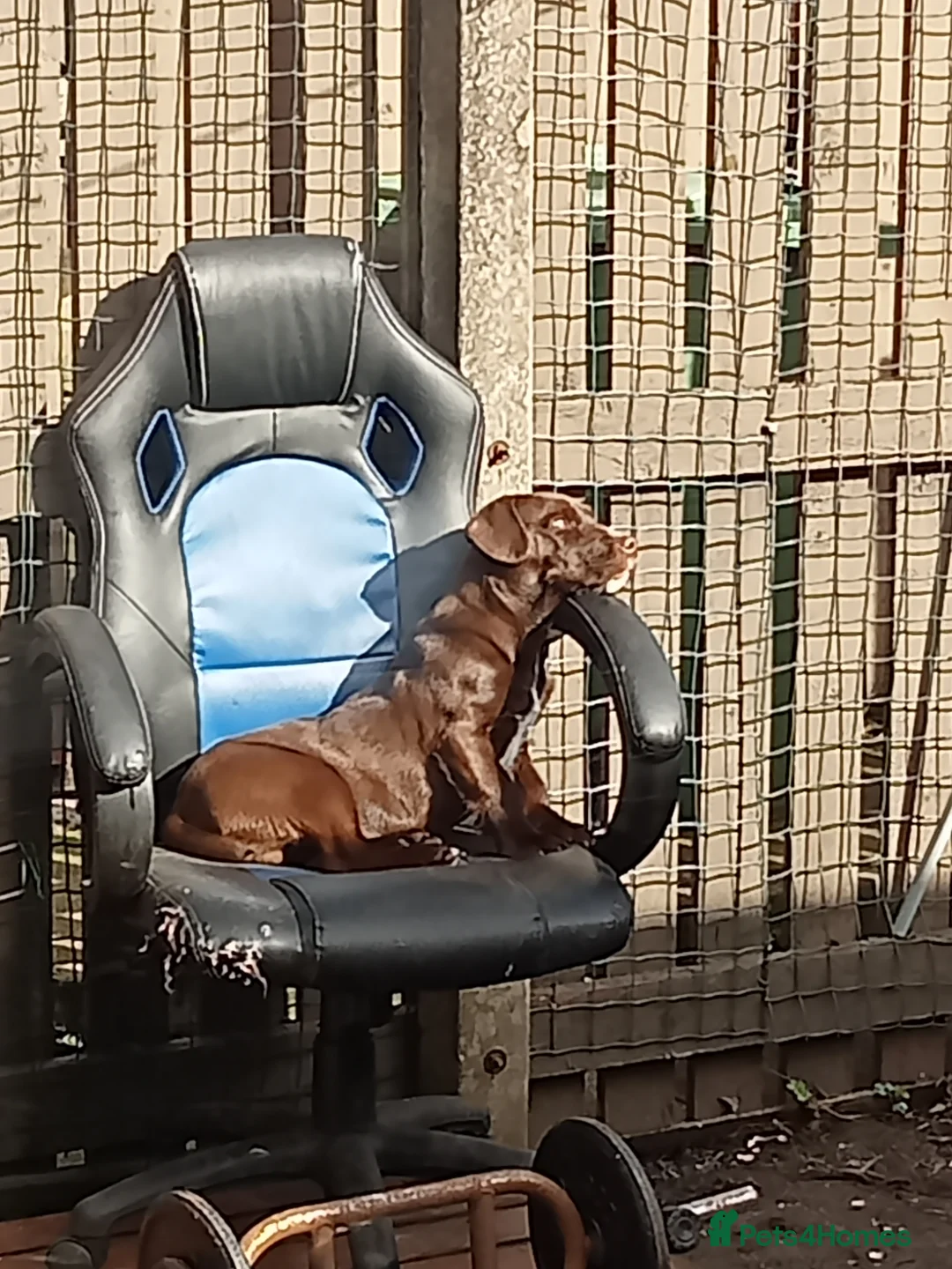 Mixed Breed dogs for sale: Beautiful chocolate brown terrior 5 months old.  in Wigan - Advert 1