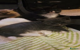 Ragdoll cats for sale: Ragdoll mum kittens - Image 5