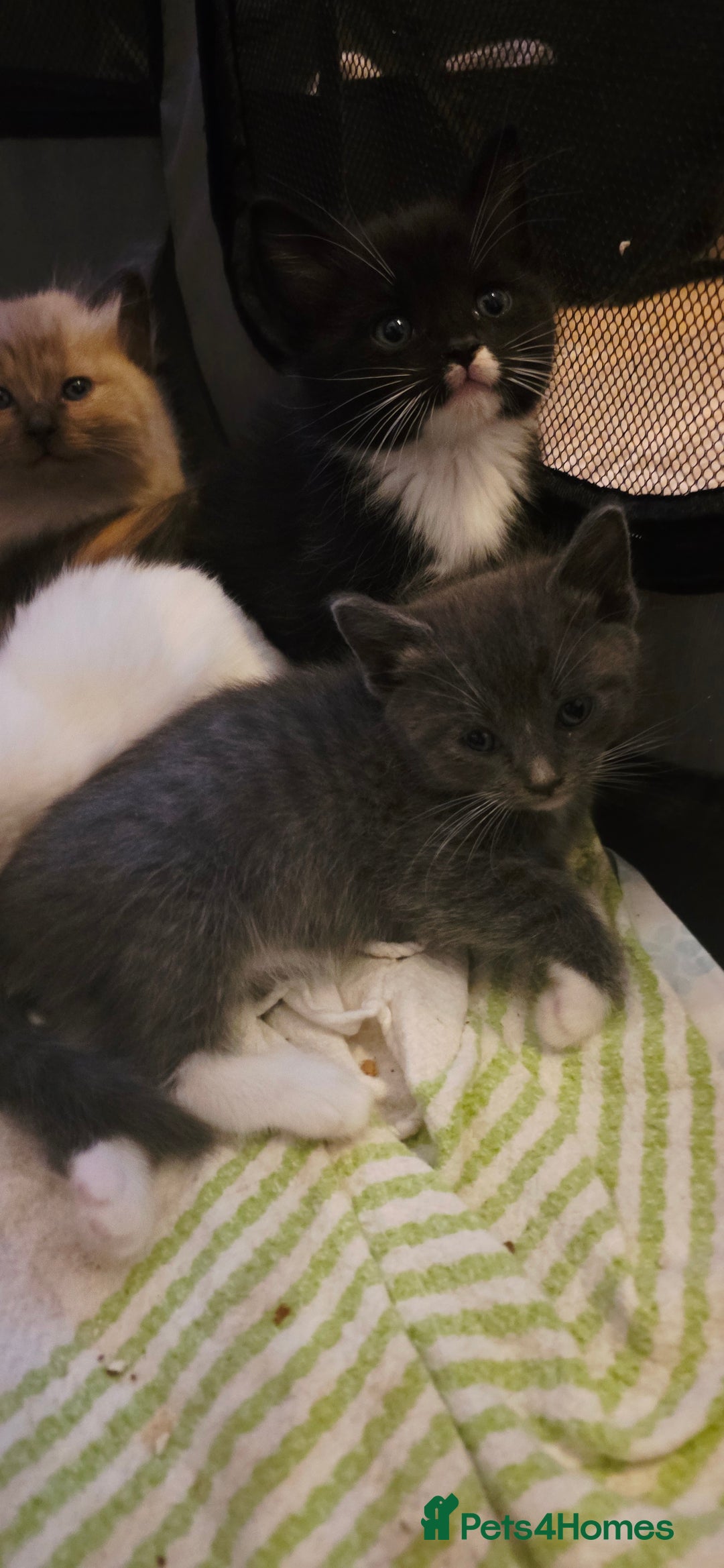 Ragdoll cats for sale: Ragdoll mum kittens - Image 5