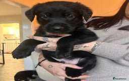 Mixed Breed dogs for sale: Labernese puppies. 5 boys available.  - Advert 5