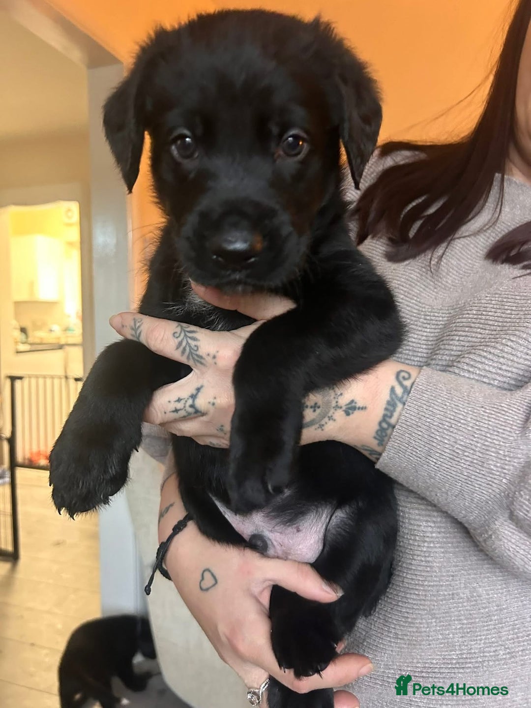 Mixed Breed dogs for sale: Labernese puppies. 5 boys available.  - Advert 5