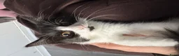 Mixed Breed cats for sale: Male and Female Kittens - Advert 17